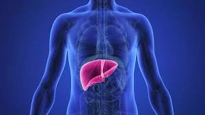 العلاقة بين كل من اعطعمتنا ومشروباتنا بصحة الكبد