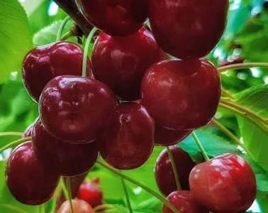 نسيج الصبر والكرز المتألق