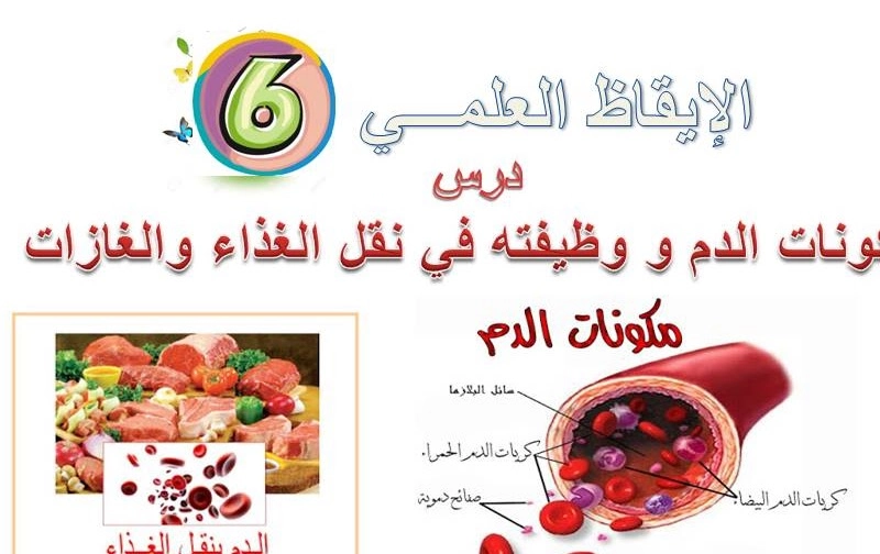 الدم ينقل الغذاء