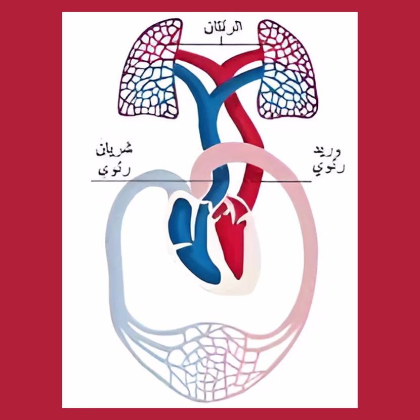 كيف تعمل الدورة الدموية في جسم الإنسان؟
إيقاظ علمي السنة السّادسة الثّلاثي 2