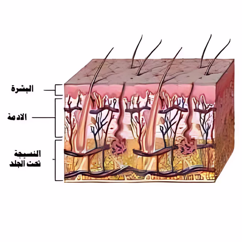 الأمراض الجرثومية والوقاية منها إيقاظ علمي سنة سادسة الثلاثي الثاني
