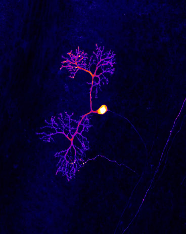 هل الطفل يولد بالثقة بالنفس ام هي صفة مكتسبة؟ بناء الثقة بالنفس: استراتيجيات الظهور والأسس المتينة