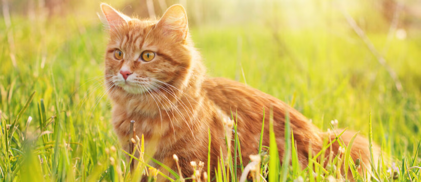 القط بسيم والوردة ريحانة....