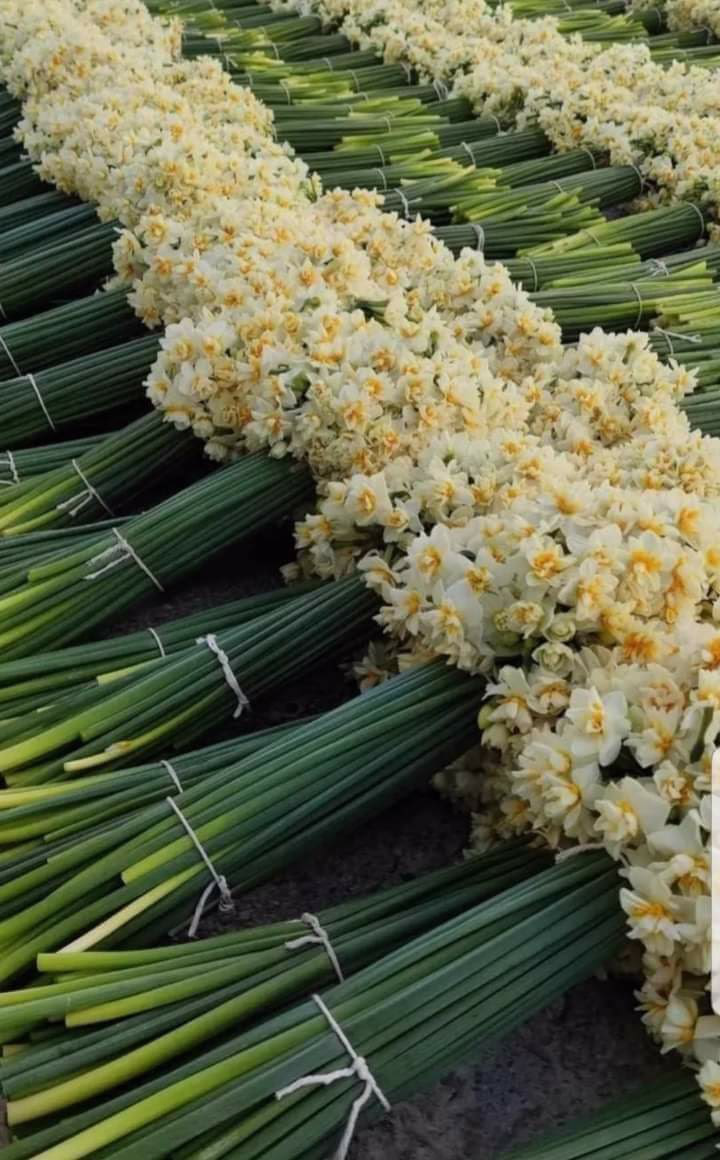 تعرية النرجسي: ويندي بيهاري (التعايش و الديمومة مع المستغرق بذاته)