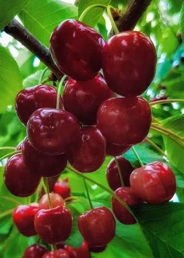 نسيج الصبر والكرز المتألق