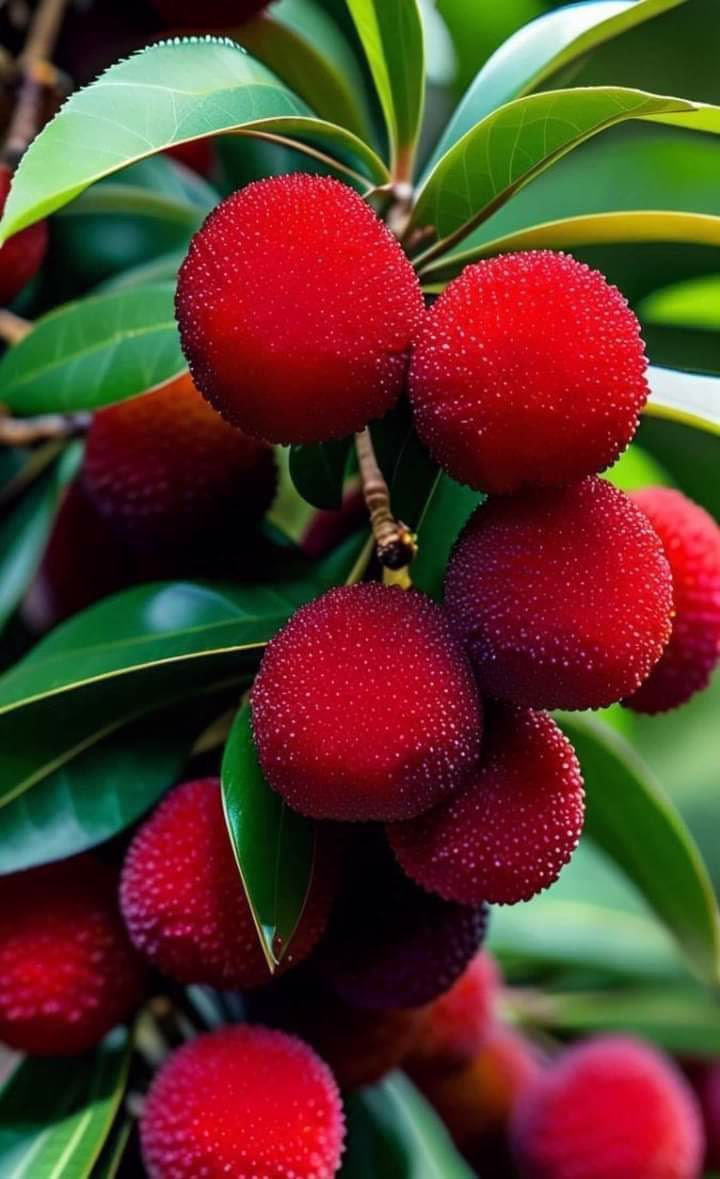 ديغول في بلاد العجائب: بحثا عن حصان