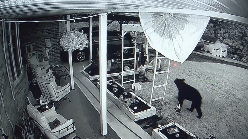 فهم دببة العالم: من الوقاية إلى البقاء