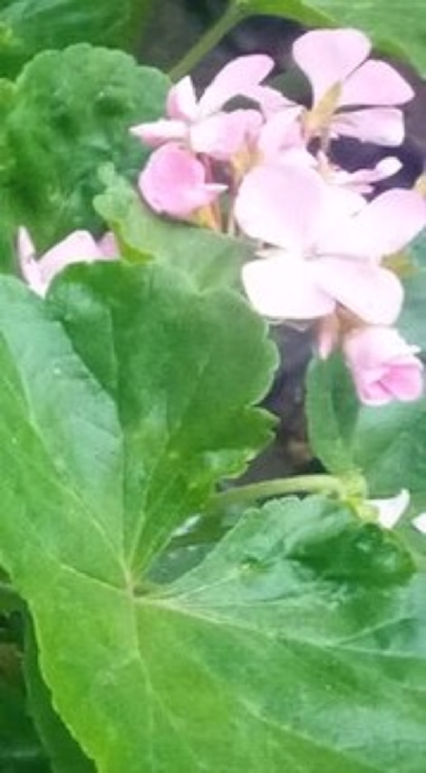 رمضان: شهر القرآن، و الصلاة، و الدعاء