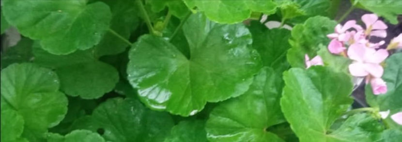 رمضان: شهر القرآن، و الصلاة، و الدعاء