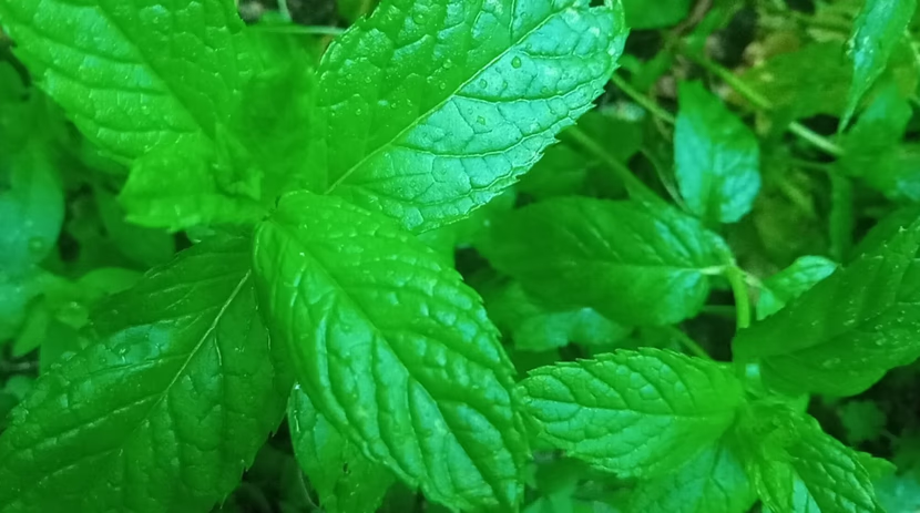 رمضان: شهر القرآن، و الصلاة، و الدعاء