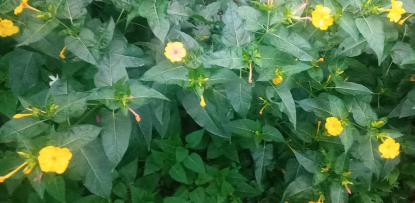 رمضان: شهر القرآن، و الصلاة، و الدعاء