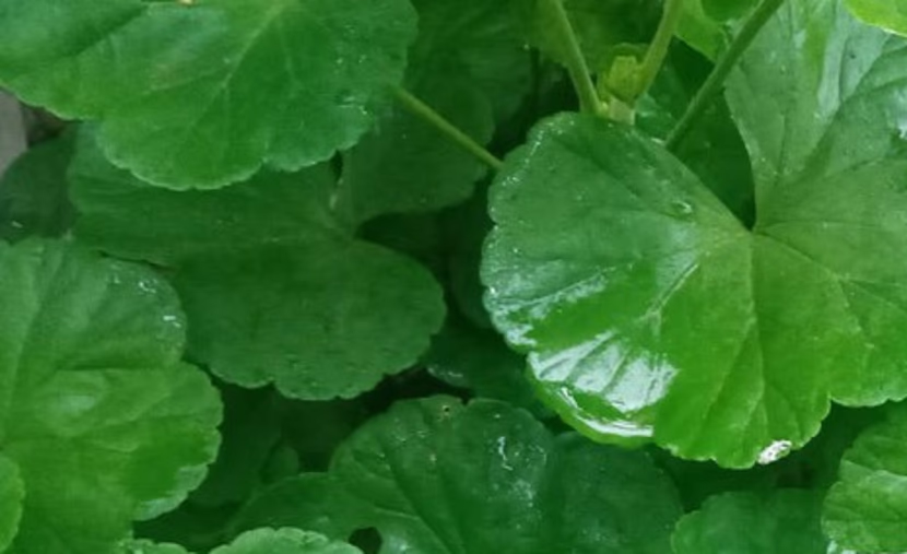 رمضان: شهر القرآن، و الصلاة، و الدعاء