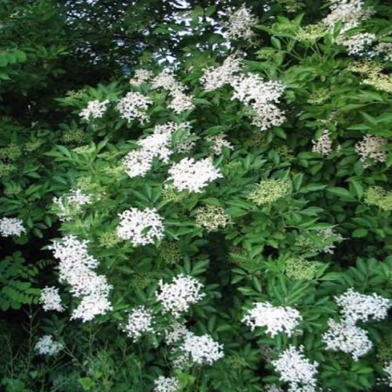 زهرة  البيلسان: عطر الطبيعة ونداء الربيع