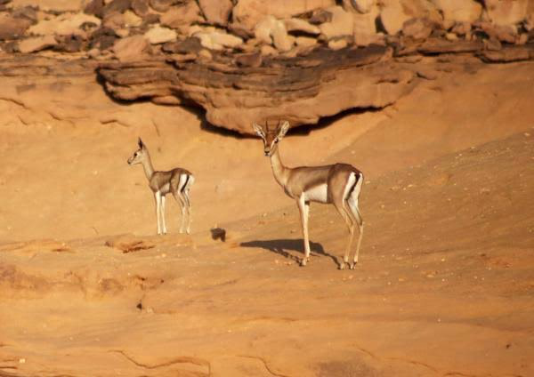 سماء العلا… مهرجان النجوم السنوي الأول من نوعه في العالم العربي