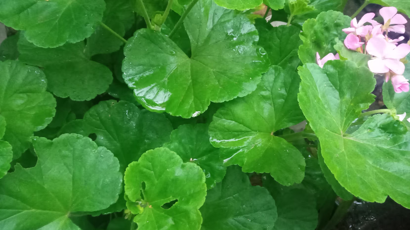 رمضان: شهر القرآن.. و الصلاة.. و الدعاء