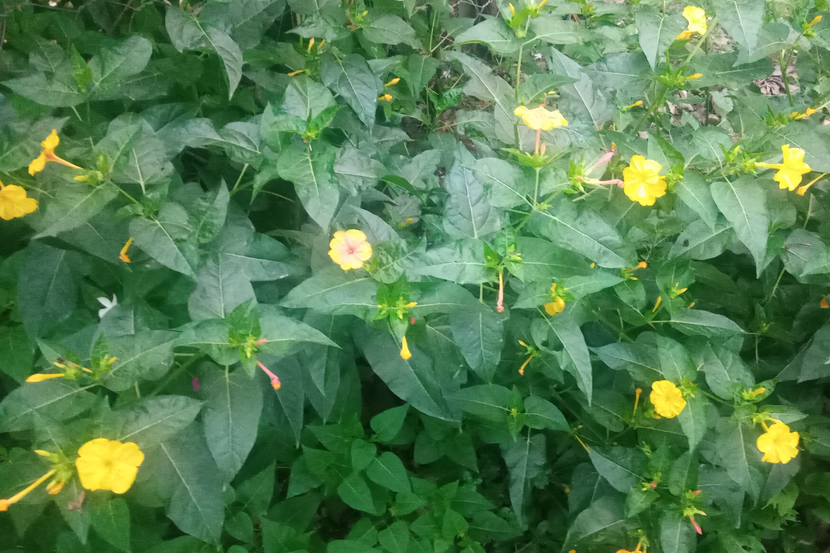 رمضان: شهر القرآن.. و الصلاة.. و الدعاء