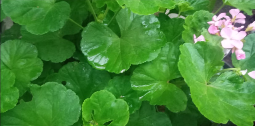 رمضان: شهر القرآن.. و الصلاة.. و الدعاء