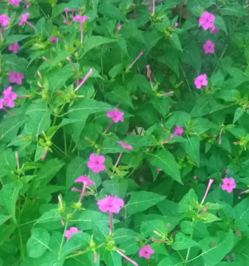 رمضان: شهر القرآن.. و الصلاة.. و الدعاء