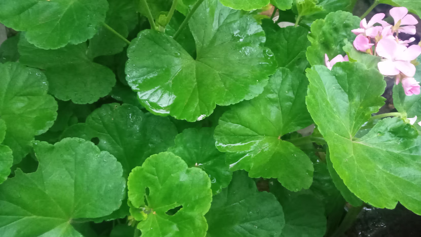 رمضان: شهر القرآن.. و الصلاة.. و الدعاء