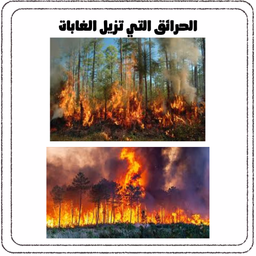 ازالة الغابات واثرها علي البيئة