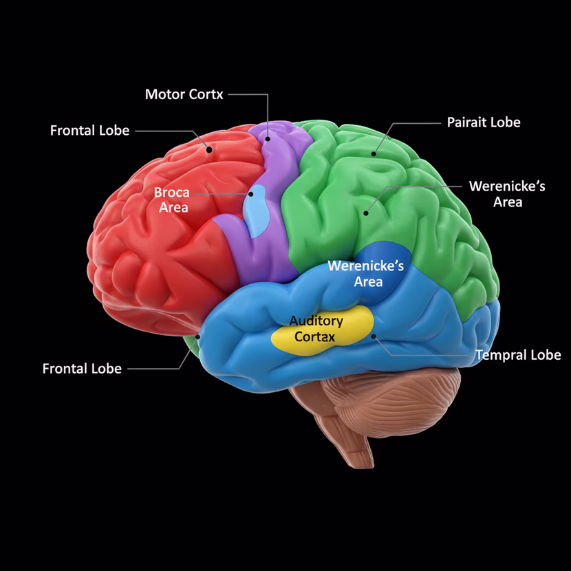 العلاقة بين تأخر النطق واضطرابات المعالجة السمعية المركزية عند الأطفال كيف يؤثر الدماغ في قدرة الطفل على النطق والتواصل؟